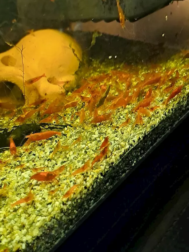 Cedo Neocaridine davidi Red Sakura, semiadulte
