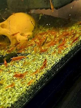 Cedo Neocaridine davidi Red Sakura, semiadulte - Anteprima 1