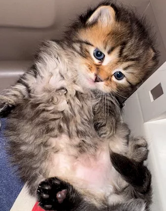 Gattini siberiani pedigree ANFI