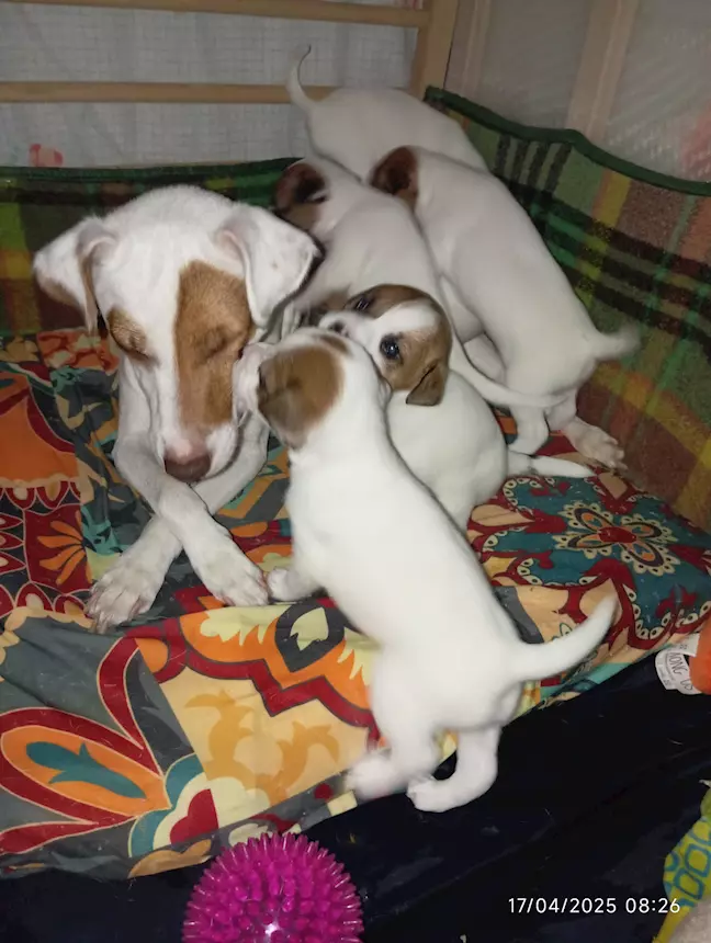 DV DESIGN Penna Con Impugnatura Morbida A Tema Jack Russell – Regalo Originale Per Amanti Dei Cani, Inchiostro Nero 0.7mm