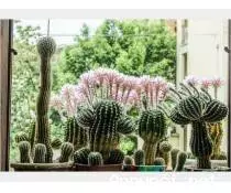Foto 2Cactus Equinopsis multi fiori continui profumati