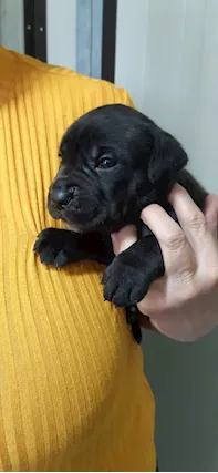 Cane corso cuccioli