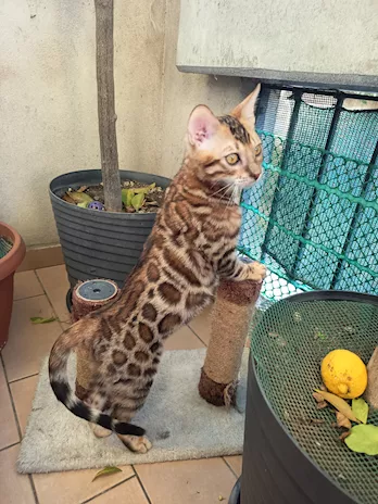Cuccioli Bengala