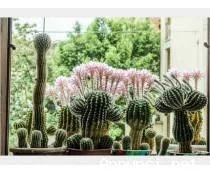 Cactus Equinopsis multi fiori continui profumati - Anteprima 2
