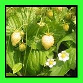 Fragola gialla yellow wonder