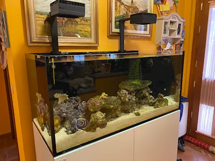 Acquario marino Redsea 425xl - Foto 5