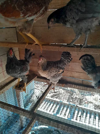 Uova feconde di Oliver Eggs