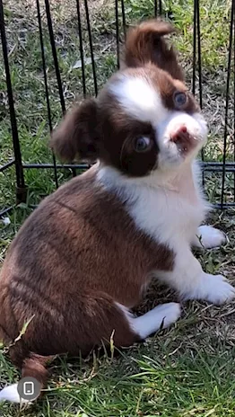 Cuccioli di simil Chihuahua