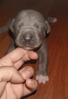 Cuccioli di Razza amstaff, genitori visibili - Foto 4