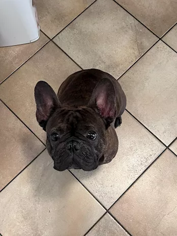 Bulldog francese disponibile monta