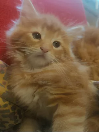 Cuccioli di gatto Maine coon rossi