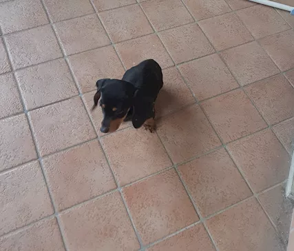 Cane bassotto