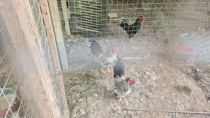 Galletti nani