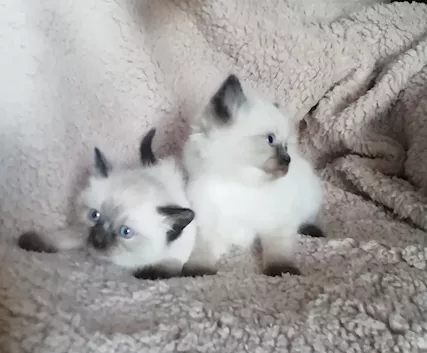 Vendo cuccioli di Razza Ragdoll nati in - Foto 3