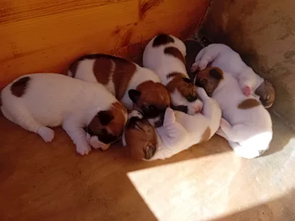 Jack Russell terrier per natale