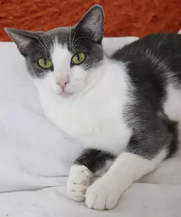 ROSALIA una gattina perfetta Razza Europeo, tipo abitazione - Foto 4