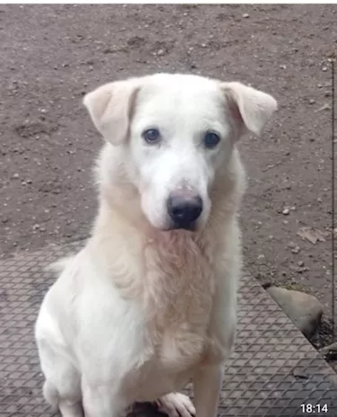 Bugo quasi 4 anni, 27 kg, salito 2 anni fa e rifiutato - BS