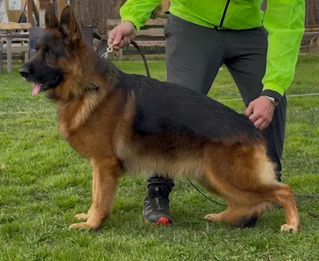 Super cuccioli di pastore tedesco selezionati Pedigree Rosa
