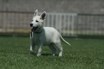Pastore Svizzero Bianco cuccioli