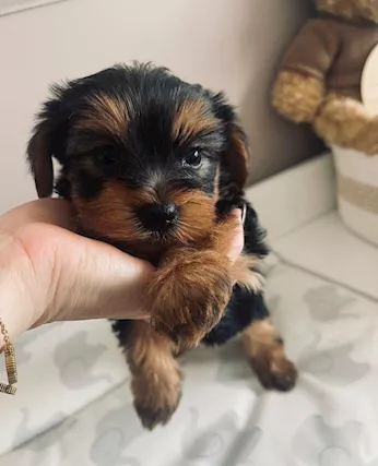 Cuccioli di Razza Yorkshire Terrier - Anteprima 1