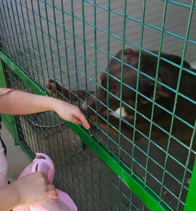 Ciro 2 anni manto nocciola occhi ambra buon carattere, taglia media - Foto 5