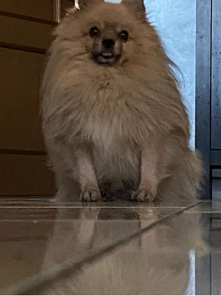 Spitz tedesco