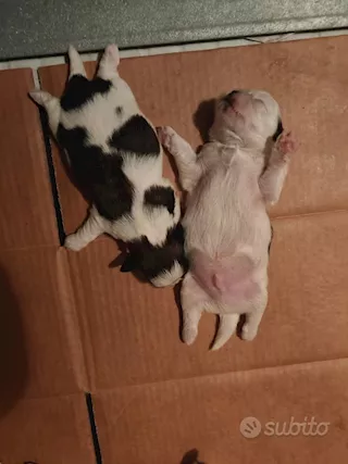 Cuccioli di shihtzu/shih tzu/shitzu/shi tzu allevati in casa - Foto 4
