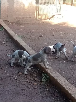 Cani da caccia Kurzhaar