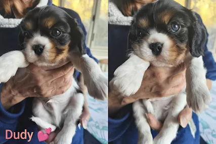 Cuccioli di Cavalier King Charles Spaniel - Genova