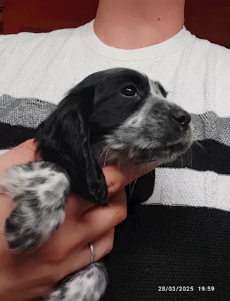Cuccioli Cocker
