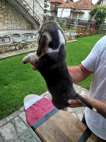 Cuccioli di Razza Beagle in vendita - Foto 6