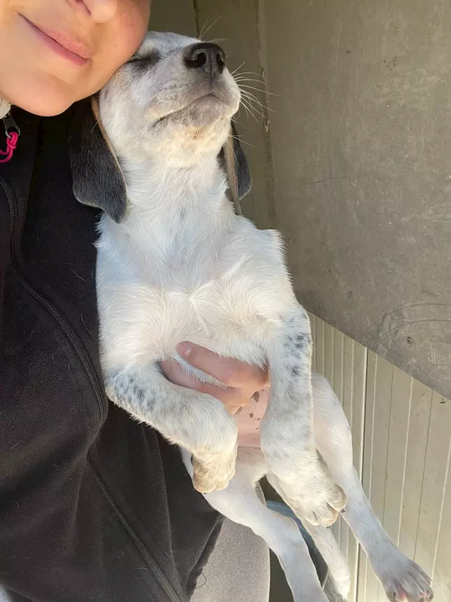 Foto 2 Sirya - Guardate che meraviglia: Penelope, taglia media