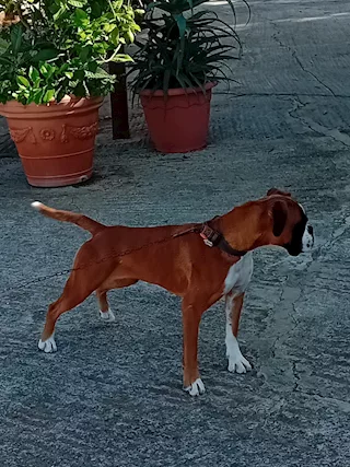 Splendida Cucciola di boxer fulva con pedigree
