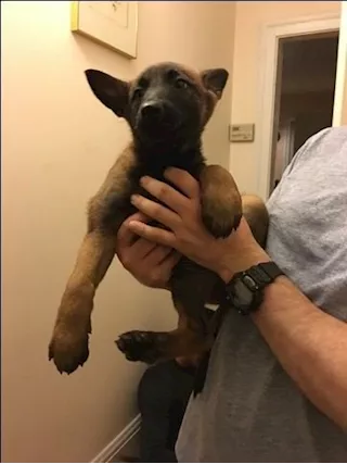 Belgian Malinios Puppies