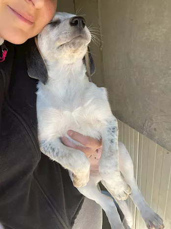 Sirya - Guardate che meraviglia: Penelope, taglia media - Foto 2