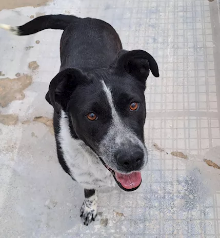 Fenice, dolcissima cagnolina - Foto 2