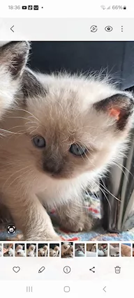 Gattino siamese