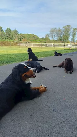 Cucciola bovaro del bernese - Foto 6