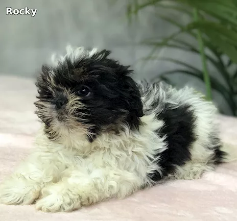 Cucciolo maschio di Shih Tzu - 5 mesi