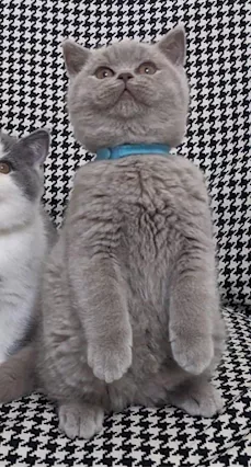 Gatti British shorthair