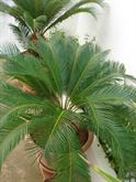 Foto 3 Pianta Cycas di 25 anni in vaso