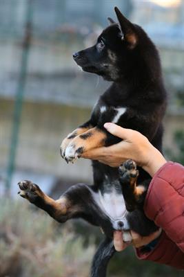 Cucciola di shiba in vendita