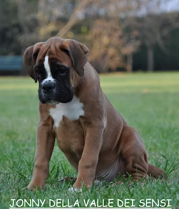Boxer vendo a Verona Brescia cuccioli boxer - Foto 5