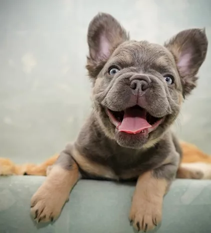 Bulldog francese a pelo lungo