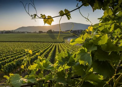 Uva Gaglioppo Cirò - Vendemmia 2024