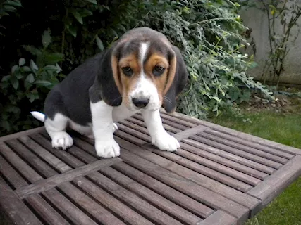 Beagle tricolore femminuccia
