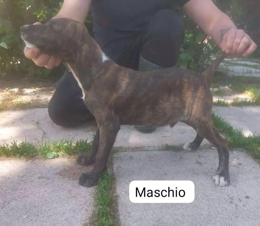 Segugi maremmani cuccioli di grandissima riuscita