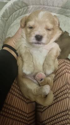Maltipo - 9 cuccioli di Maltipo nati il 12