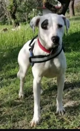 Molossina giovane aspetta da cucciola SICILIA