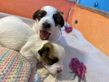 Cuccioli jack Russell terrier pelo ruvido
